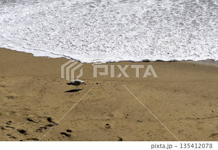A solitary seagull stands on the golden sand, its shadow stretching beneath as foamy waves gently A solitary seagull stands on the golden sand, its shadow stretching beneath as foamy waves gently 135412078