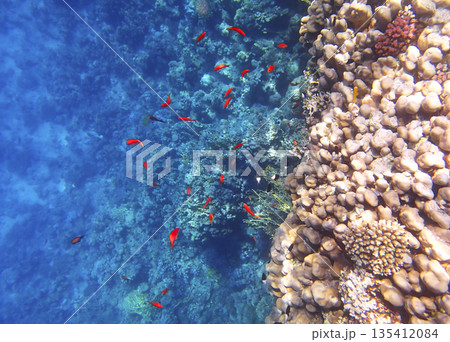 Anthias pseudanthias swimming near porites and acropora coral colonies on reef wall, tropical Anthias pseudanthias swimming near porites and acropora coral colonies on reef wall, tropical 135412084