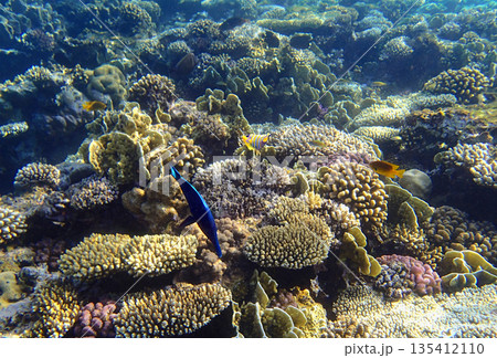 Coral reef underwater. Acropora porites and pocillopora colonies with labroides cleanerfish and 135412110