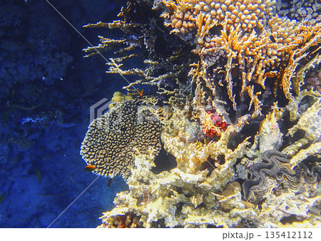 Coral reef underwater. Acropora table coral with millepora and tridacna clam among stony colonies, 135412112