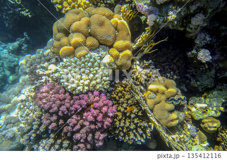 Coral reef underwater. Golden porites with purple pocillopora and blue acropora colonies near 135412116