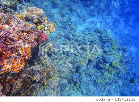 Coral reef underwater. Millepora and pocillopora with acropora and porites colonies form colorful 135412119