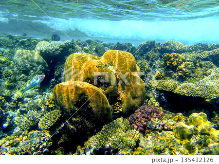 Coral reef underwater. Platygyra coral with acropora, porites and pocillopora colonies near surface, 135412126