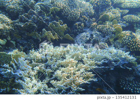 Coral reef underwater. White branching acropora with yellow porites and rounded platygyra colonies, 135412131