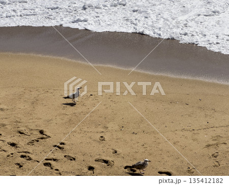 Seagulls walking on sandy beach with ocean waves approaching the shore, visible footprints in the 135412182
