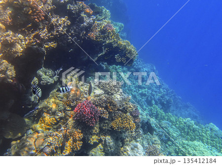 Sergeant fish abudefduf swimming near red pocillopora and yellow millepora colonies, tropical 135412184