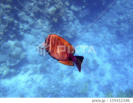Surgeonfish acanthurus sohal swimming in blue marine habitat near reef, tropical biodiversity with 135412196