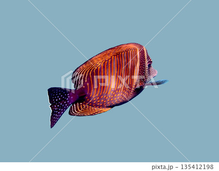 Surgeonfish acanthurus sohal with striped orange body and spotted purple tail fin, tropicalfish Surgeonfish acanthurus sohal with striped orange body and spotted purple tail fin, tropicalfish 135412198