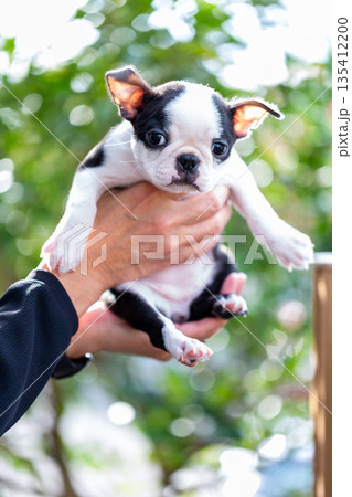 ボストンテリアの仔犬と男性 135412200