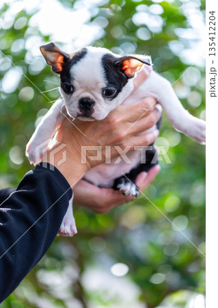 ボストンテリアの仔犬と男性 135412204