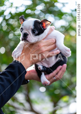 ボストンテリアの仔犬と男性 ボストンテリアの仔犬と男性 135412209