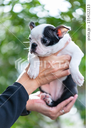 ボストンテリアの仔犬と男性 ボストンテリアの仔犬と男性 135412213