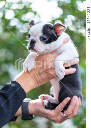 ボストンテリアの仔犬と男性 135412214