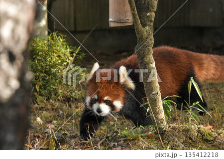八木山動物公園　レッサーパンダ 135412218