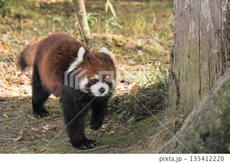 八木山動物公園 レッサーパンダ 八木山動物公園 レッサーパンダ 135412220