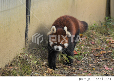 八木山動物公園　レッサーパンダ 135412224