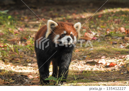 八木山動物公園　レッサーパンダ 135412227