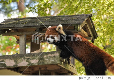 八木山動物公園　レッサーパンダ 135412230