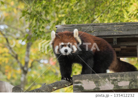 八木山動物公園　レッサーパンダ 135412232