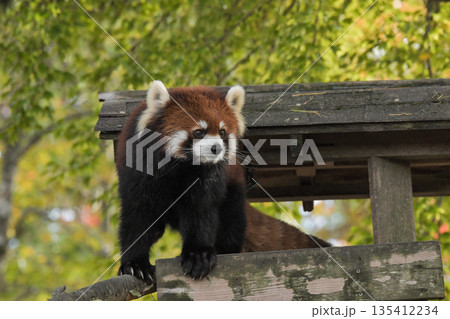 八木山動物公園　レッサーパンダ 135412234