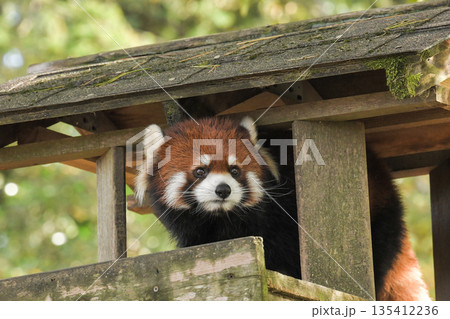 八木山動物公園 レッサーパンダ 八木山動物公園 レッサーパンダ 135412236
