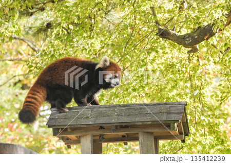 八木山動物公園 レッサーパンダ 八木山動物公園 レッサーパンダ 135412239