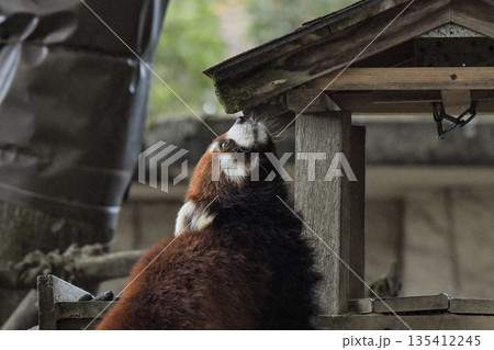 八木山動物公園 レッサーパンダ 八木山動物公園 レッサーパンダ 135412245