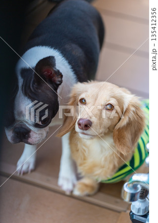 ボストンテリアとカニンヘンダックスフンド ボストンテリアとカニンヘンダックスフンド 135412356