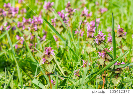 closeup view of purple dead-nettle flowers blooming in morning light. beautiful nature background with lamium purpureum in the field. vibrant plant among lush green grass in spring. beauty rural lawn 135412377