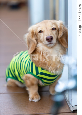 カニンヘンダックスフンドの立姿 135412520