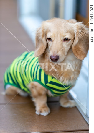 カニンヘンダックスフンドの立姿 135412521