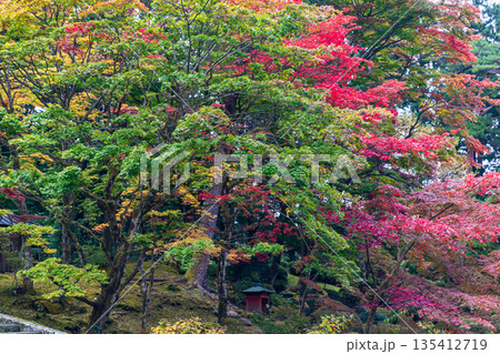 栃木県日光市山内　日光東照宮周辺の風景 135412719
