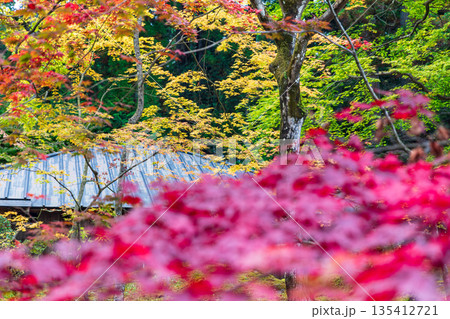 栃木県日光市山内　日光東照宮周辺の風景 135412721