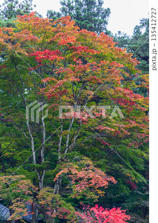 栃木県日光市山内 日光東照宮周辺の風景 栃木県日光市山内 日光東照宮周辺の風景 135412727