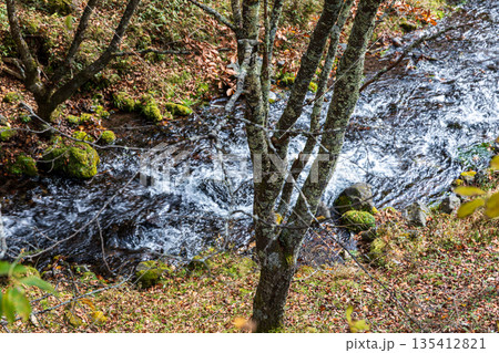 栃木県日光市中宮祠　竜頭の滝周辺の風景 135412821
