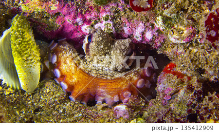 Common Octopus, Cabo Cope-Puntas del Calnegre Natural Park, Spain 135412909