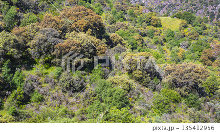 Mediterranean Forest Scrub, Spain 135412956