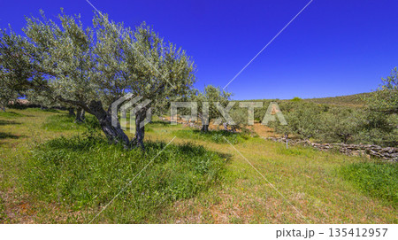 Olives Trees Plantation, Spain 135412957