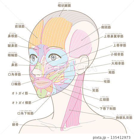 斜めの角度から見た顔の筋肉と胸鎖乳突筋（髪型なし/名称あり） 135412973