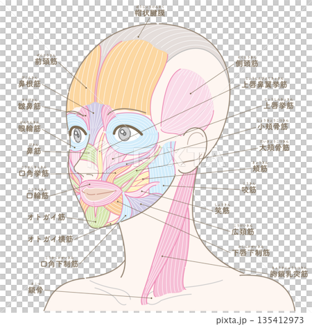 斜めの角度から見た顔の筋肉と胸鎖乳突筋（髪型なし/名称あり） 135412973