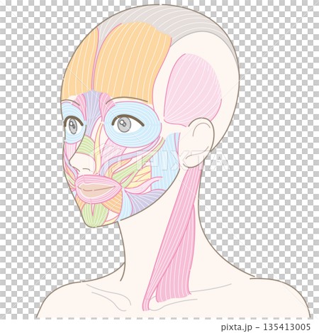 從斜角看到的臉部肌肉和胸鎖乳突肌（無髮型/無名） 135413005