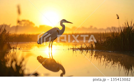 Heron Standing in Golden Wetland Heron Standing in Golden Wetland 135413082