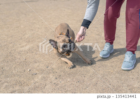 Playful french bulldog dog play with wooden stick in outdoor 135413441