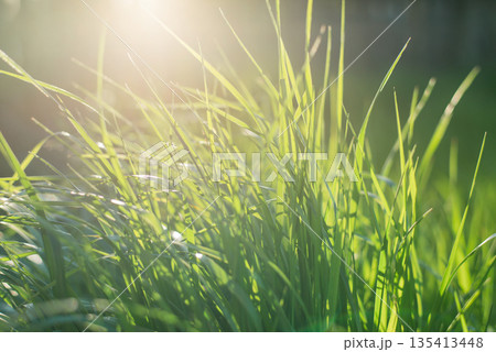Fresh green grass close-up on a meadow in the sun. Selective focus. Summer concept 135413448