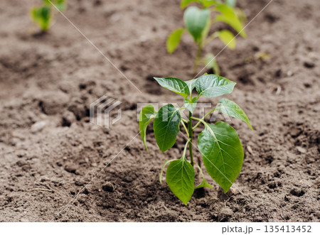 Young shoots of seedlings the bell peppers. Closeup view of young paprika sprouts in the soil. Agriculture and vegetable growing. Spring, hopes for a good harvest of paprika. Beautiful sprouts grown Young shoots of seedlings the bell peppers. Closeup view of young paprika sprouts in the soil. Agriculture and vegetable growing. Spring, hopes for a good harvest of paprika. Beautiful sprouts grown 135413452