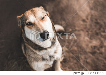 portrait of a happy dog who winks and looks at the camera 135413453