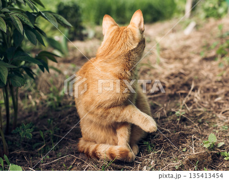 Portrait of a cute and fluffy tabby red cat sitting in the garden and looking back 135413454