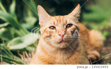 Portrait of lovely and fluffy ginger cat lie on green grass in spring garden and looking on the camera 135413455