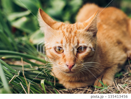 Portrait of a cute and fluffy red cat lying on the green grass in the spring garden and hunting for someone Portrait of a cute and fluffy red cat lying on the green grass in the spring garden and hunting for someone 135413456