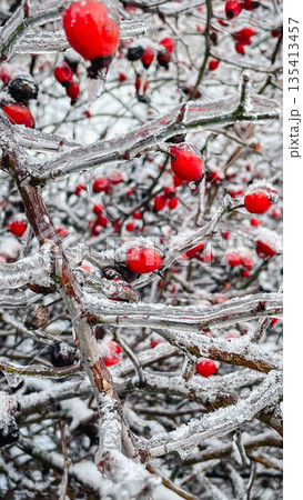 Macro shot of a single red rosehip berry encased in clear ice with a frozen droplet on a wintry bush Macro shot of a single red rosehip berry encased in clear ice with a frozen droplet on a wintry bush 135413457